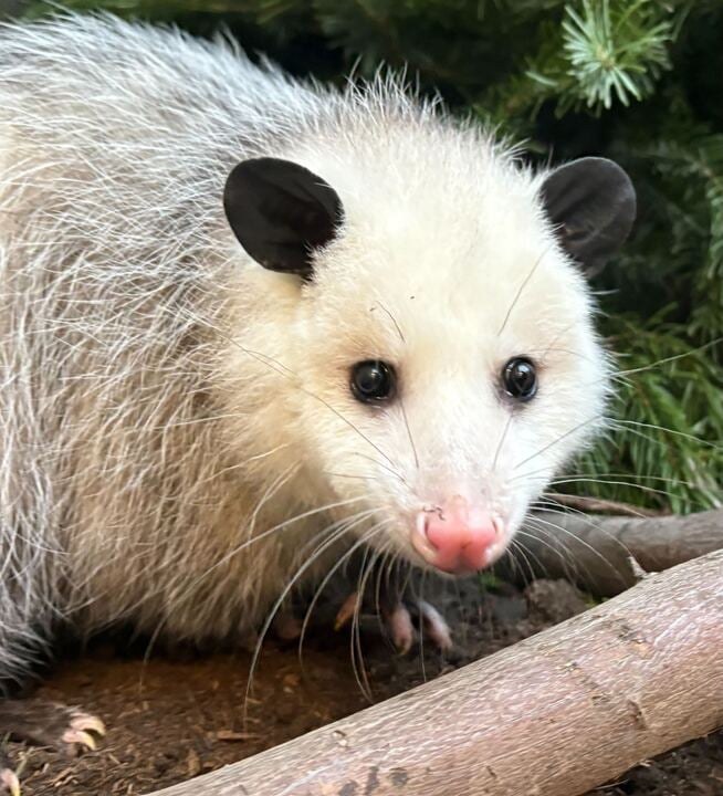 Opossums